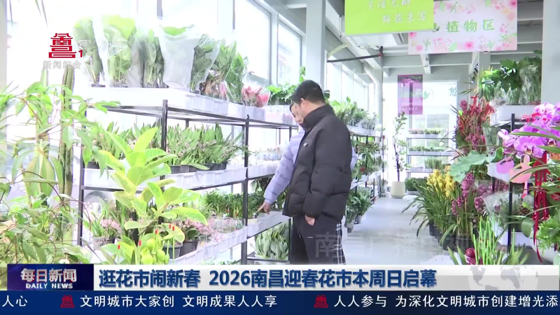 逛花市闹新春  2026南昌迎春花市本周日启幕