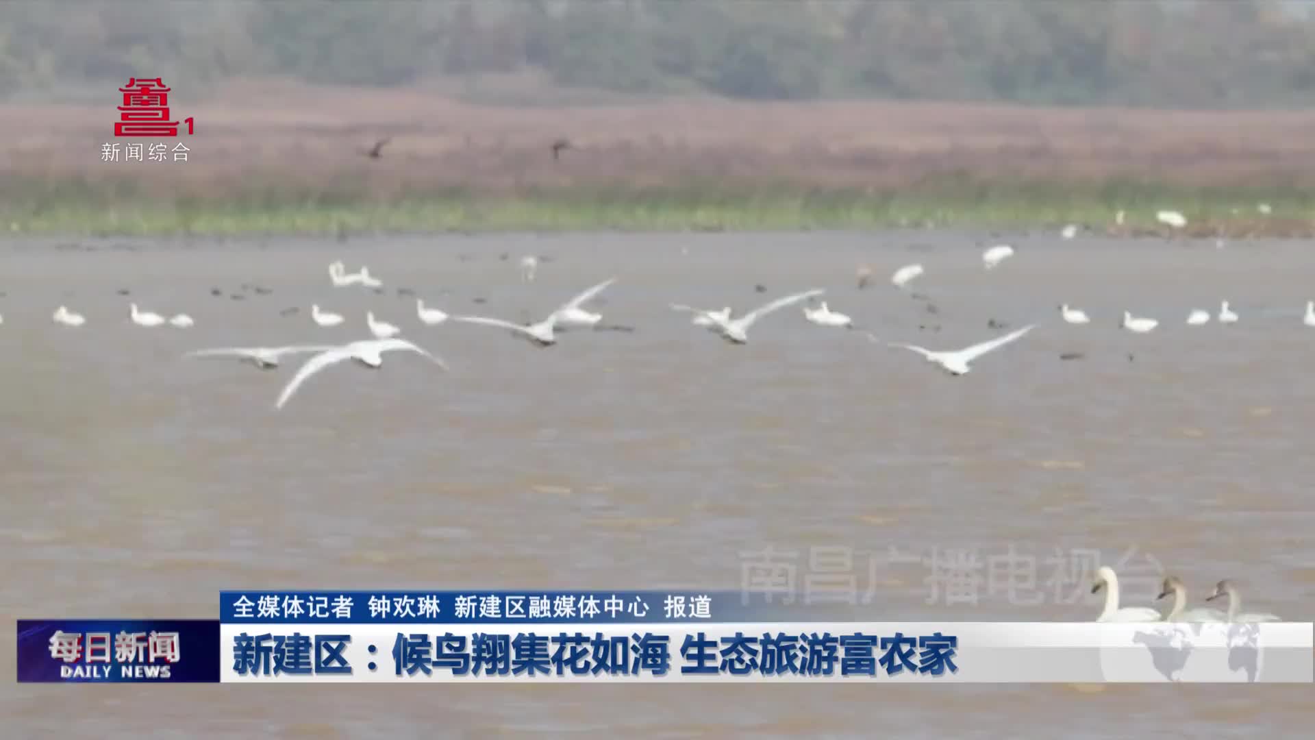 新建区：候鸟翔集花如海 生态旅游富农家