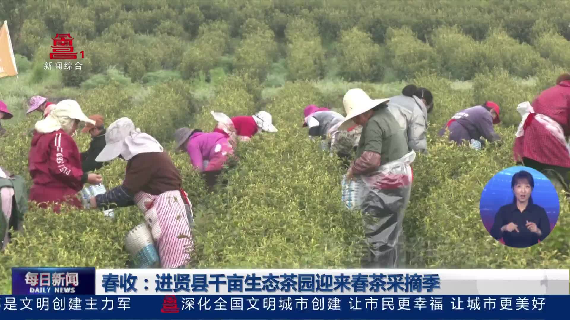 春收：进贤县千亩生态茶园迎来春茶采摘季