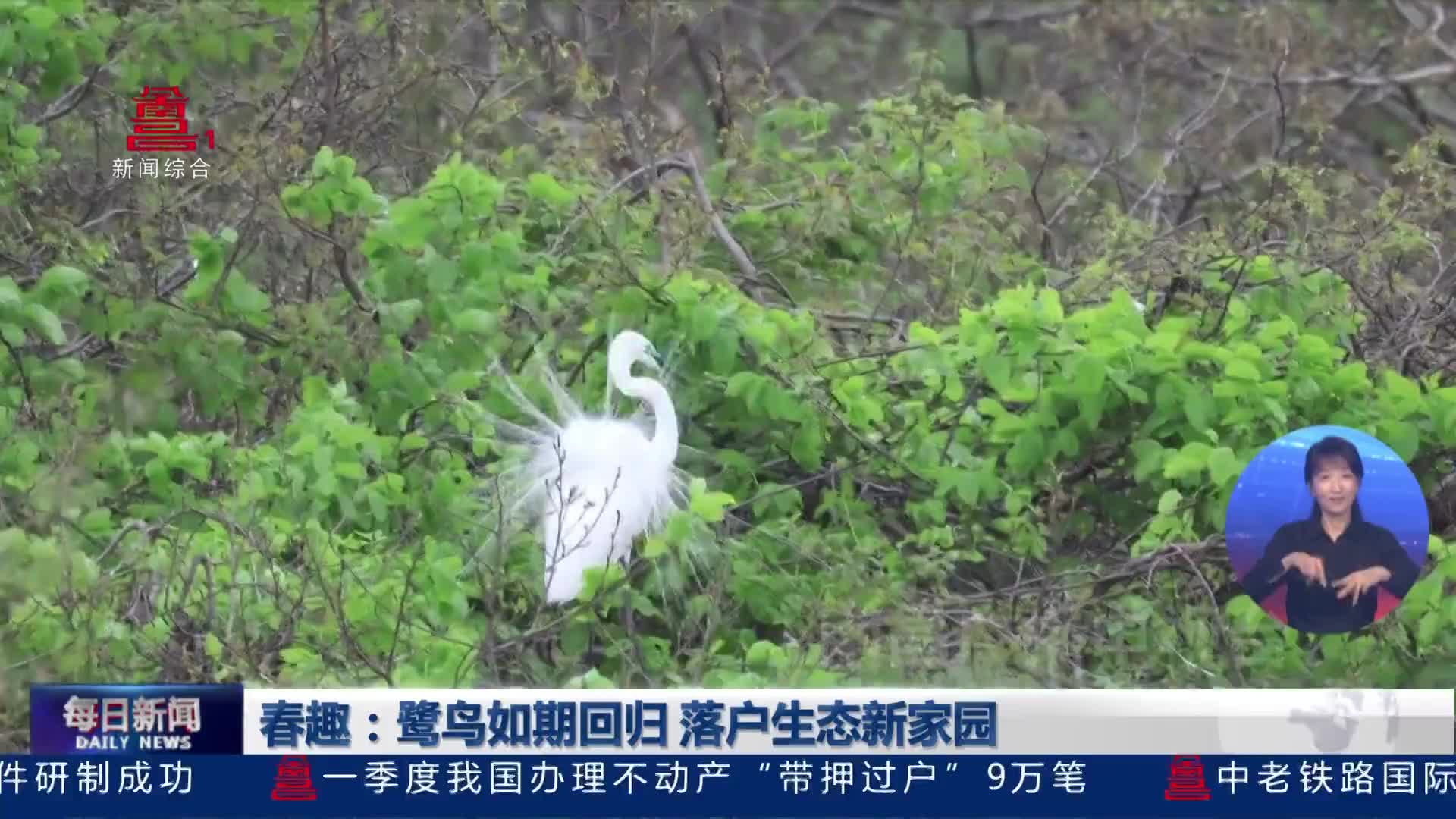 春趣：鹭鸟如期回归 落户生态新家园    
