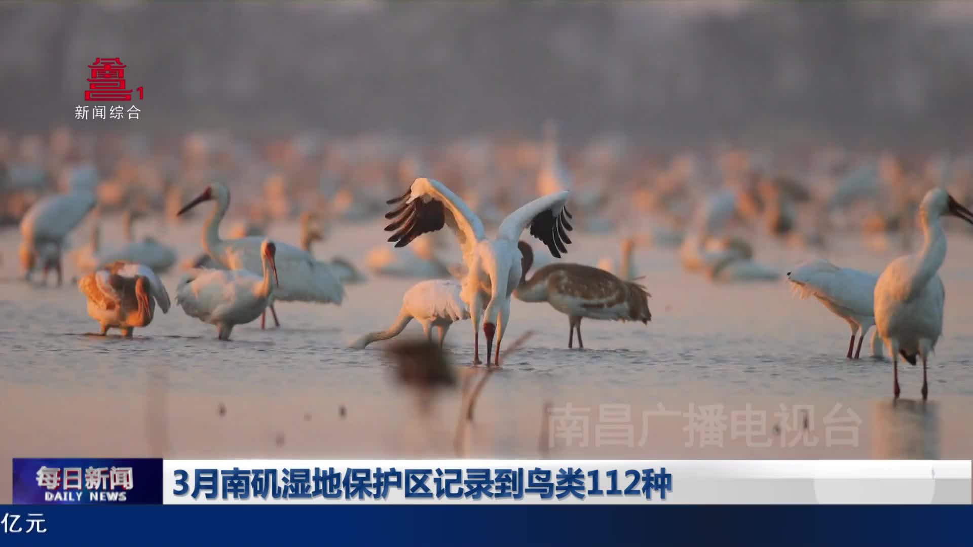 3月南矶湿地保护区记录到鸟类112种