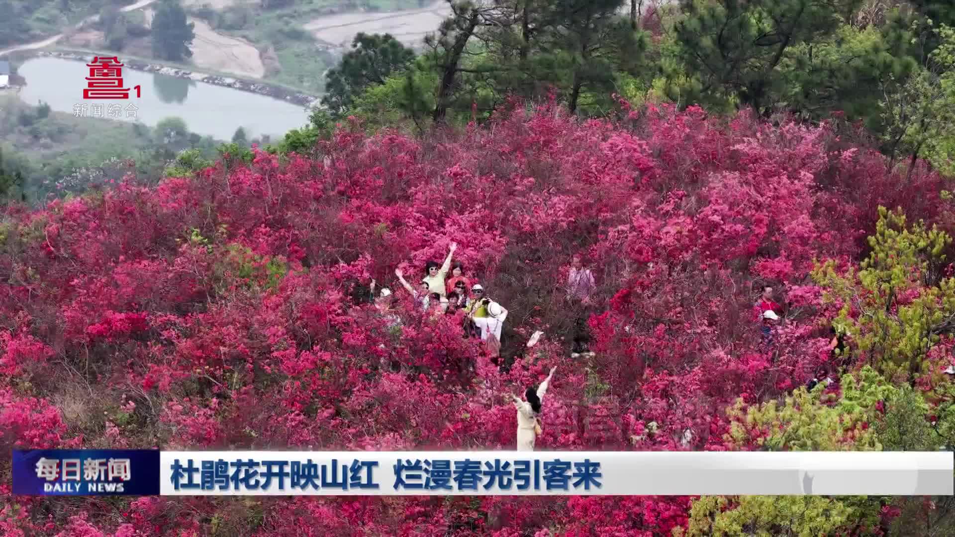 杜鹃花开映山红  烂漫春光引客来