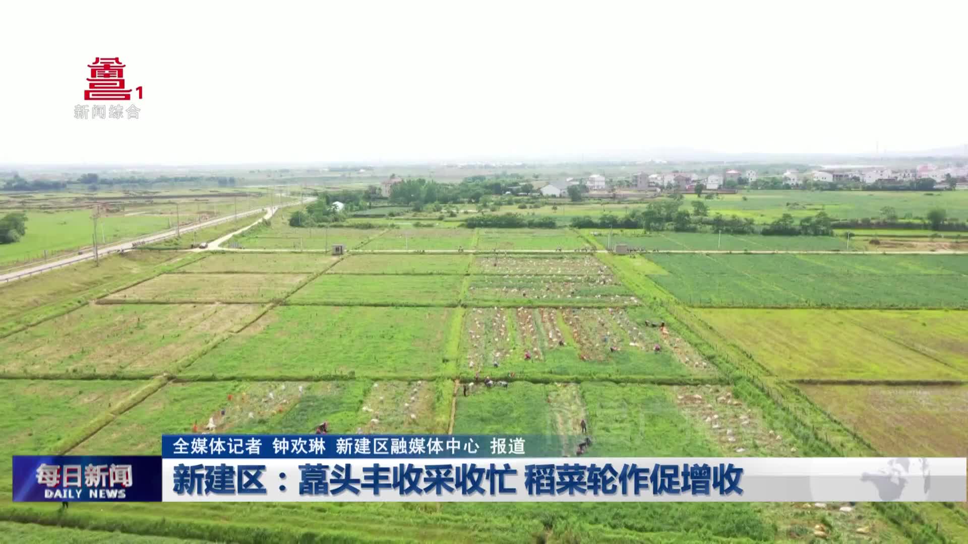 新建区：藠头丰收采收忙 稻菜轮作促增收